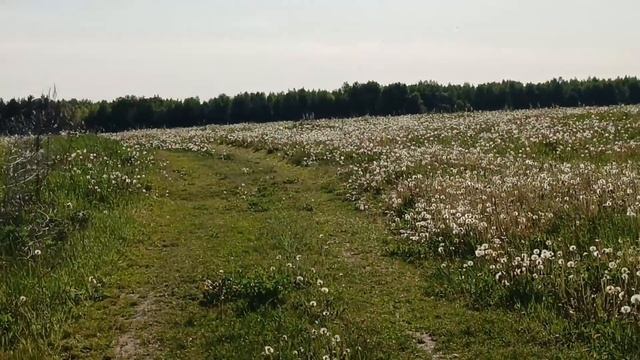 Рапсовое поле.Что за холмом ?) КРАСИВЫЙ ЗАКАТ смотреть онлайн