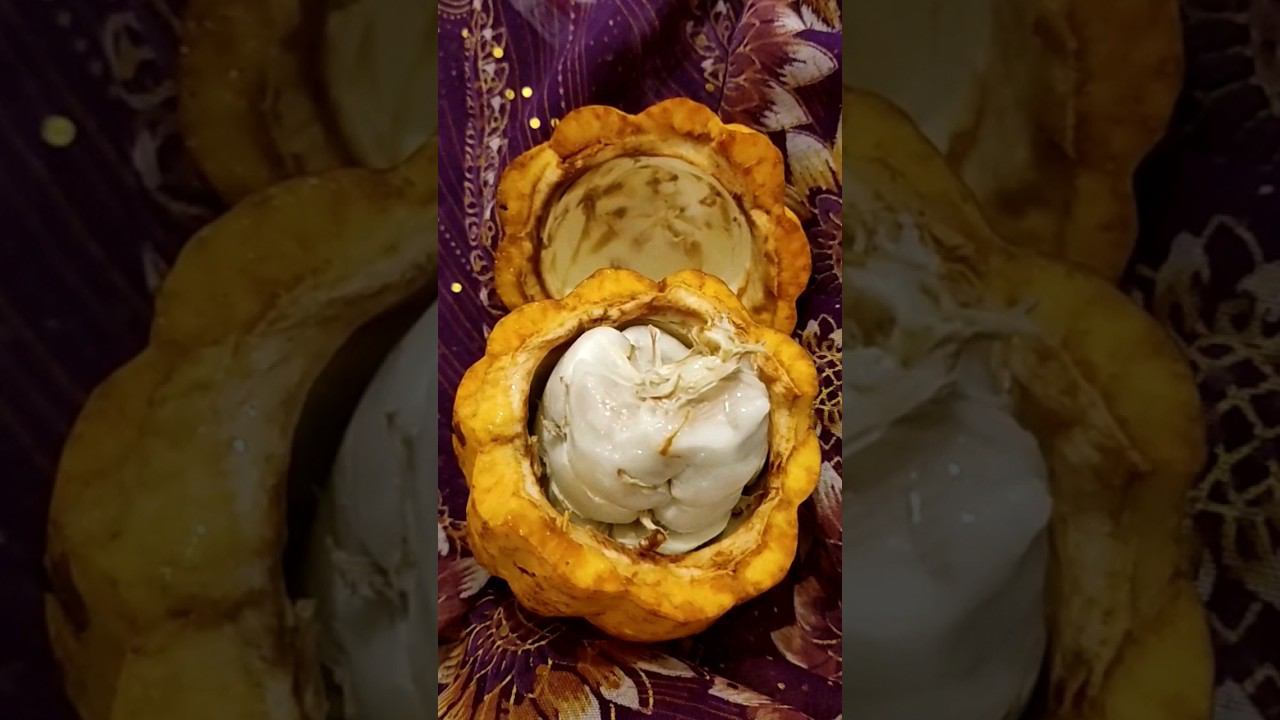 Настоящий плод Какао (Шоколад) за 42 рубля. Шри Ланка за 58 тысяч рублей. @tutsi-dieti