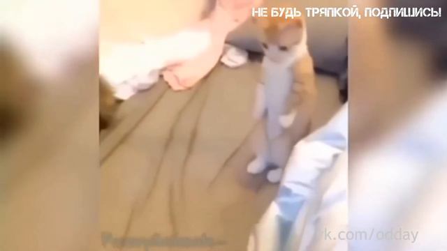 Odday coub лучшее| апрель 2017  животные новая подборка видео приколов | Funny vine | 2017