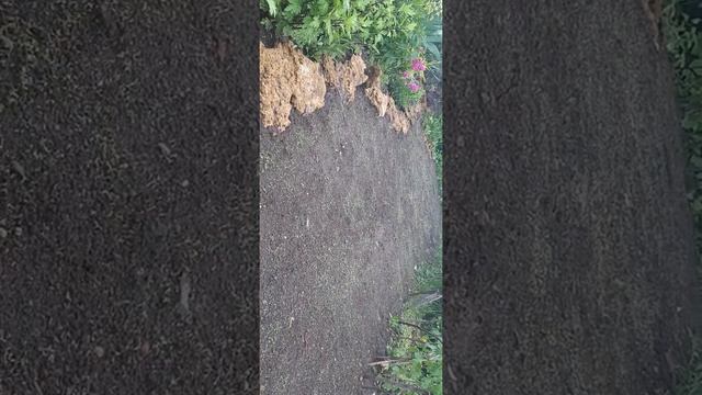 Как легко посеять газон(газон для ленивых)28 мая 2020 г. смотреть онлайн