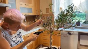 Мирт. Реанимация растения | Как спасти пересушенное растение | Правильный полив комнатных растений