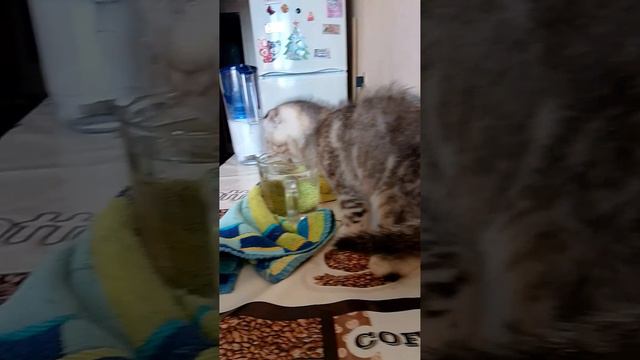 мой котёнк пеёт воду ✝️🐱