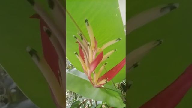 #beak flower #flowers #parrot's plantain #bird_of_paradise #parror_beak