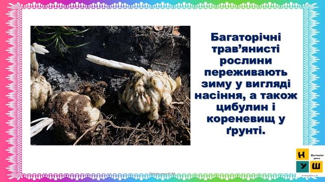 Я досліджую світ (ЯДС)  2 клас  Урок 30 Рослини взимку автор Бібік