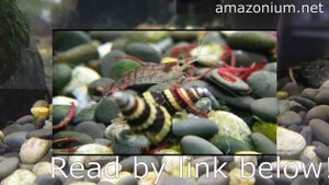 Helena snail ( Clea helena). Улитка Хелена. Полезный убийца в аквариуме!