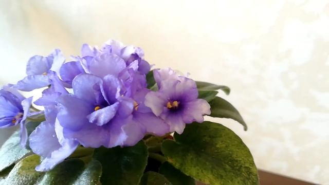 фиалка Rob's Chilly Willy (Robinson) спорт. смотреть онлайн