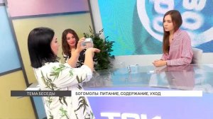 Богомолы дома: содержание и уход