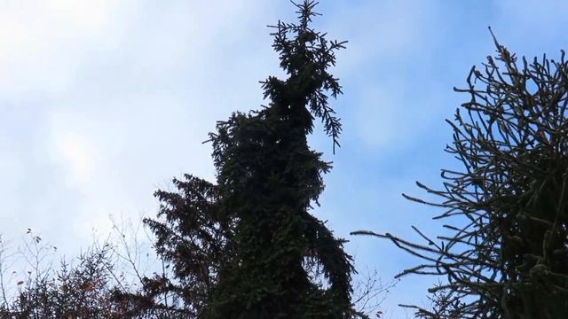 Picea abies 'Rothenhaus' smrk ztepilý смотреть онлайн