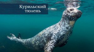 Викторина про животных.