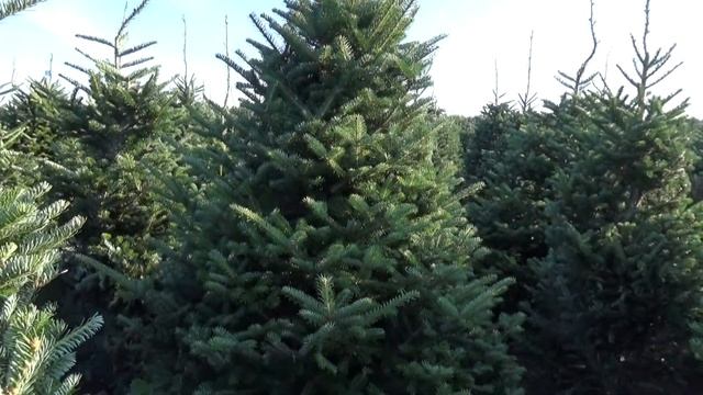 27041 Пихта Фразера срезанная смотреть онлайн