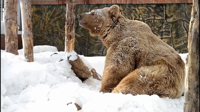 Белокоготный медведь Карат вышел из спячки смотреть онлайн