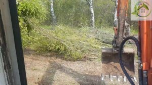 Очистка участка от деревьев