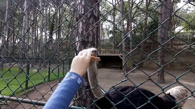 Зоопарк Беллис Делюкс смотреть онлайн