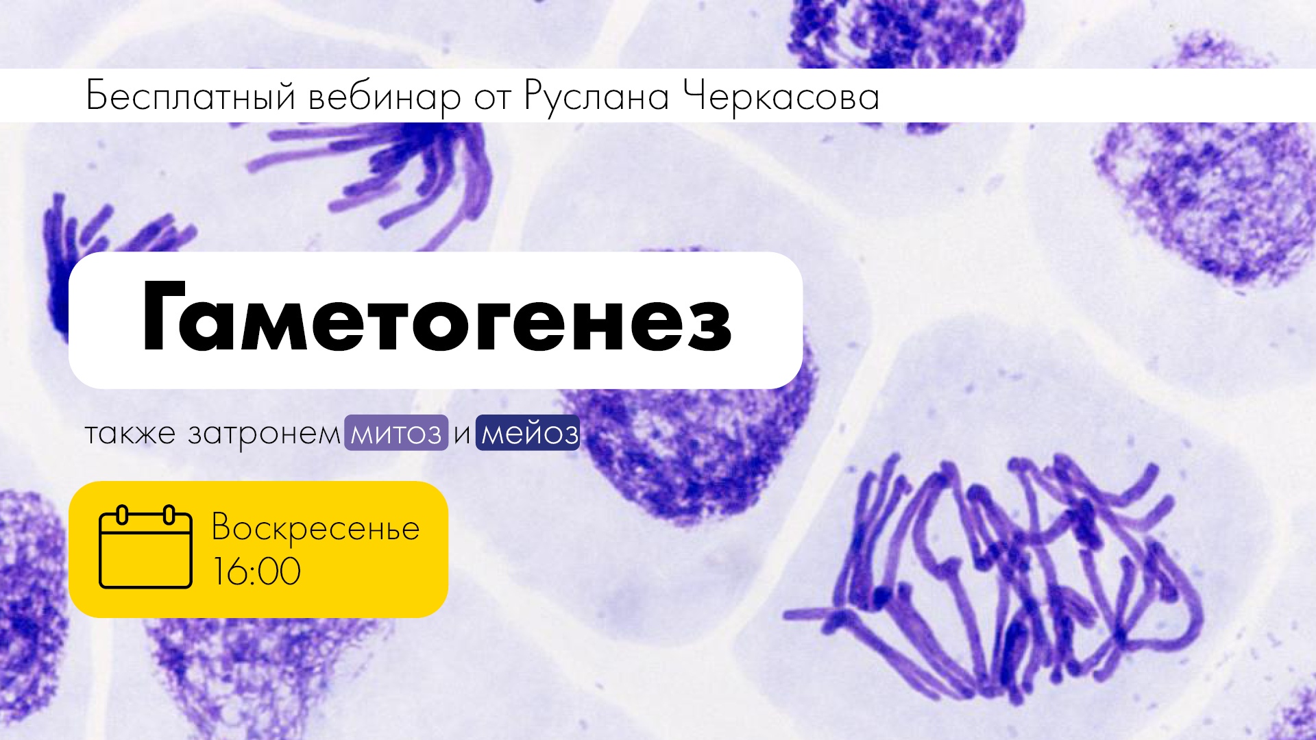 ГАМЕТОГЕНЕЗ, МИТОЗ и МЕЙОЗ| Руслан Черкасов | Биология ЕГЭ