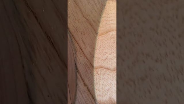 Ibanez BTB 6 gets welcome into The HOBO DEPOT CUSTOM BASS SHOP смотреть онлайн