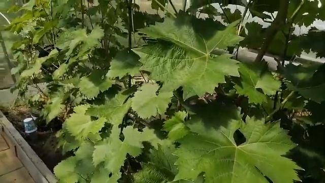 виноград в Нижегородской области-обзор 11 07 21 смотреть онлайн