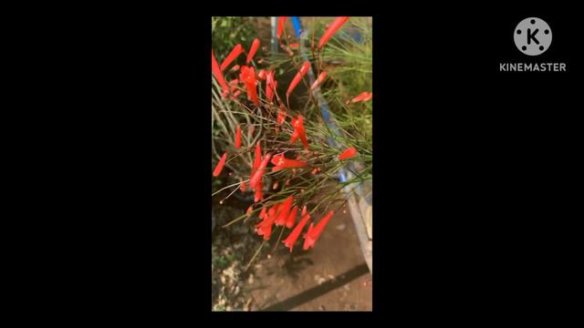 ألعاب النارية تشكيلة حلوة بس هلمرة من شي مختلف смотреть онлайн