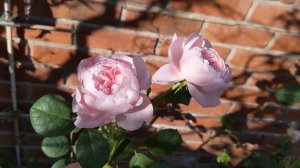 Queen of Sweden roses