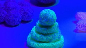 В вашем аквариуме натуральные живые морские или искусственные кораллы? Вам точно нужен этот свет!