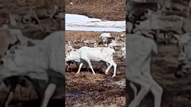 Северные олени отелились, пополнение в стаде. #tundra #deer #reindeer #north