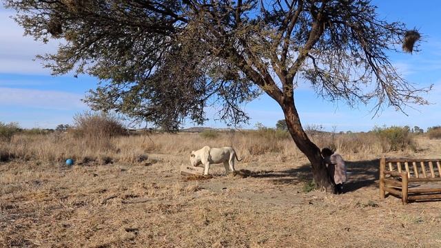 Посылка для львов от лошадок. Parcel from horses for lions смотреть онлайн
