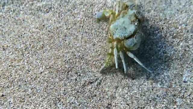 Крым под водой - медузы смотреть онлайн