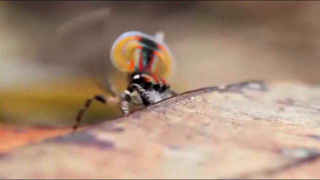 Spider Dans смотреть онлайн