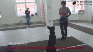 Занятие в группе (общий курс дрессировки): обучение собак выдержке. Тольятти, 23 декабря 2018.