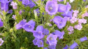 Колокольчик средний кампанула.Микс окраски.