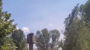 Семья аистов. ЛНР.