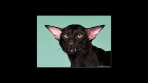 Ориентальная кошка