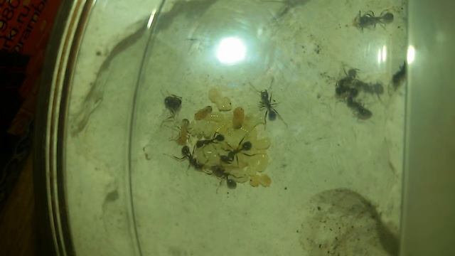 Появление куколки из личинки. Жнец. смотреть онлайн