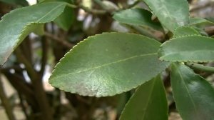 JVC Everio GZ-HD520 Quality Test