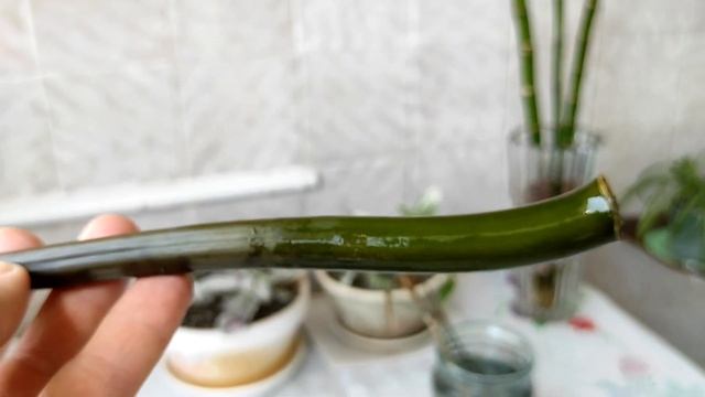 Замиокулькас! Размножение веточкой | Пересадка из воды в грунт.