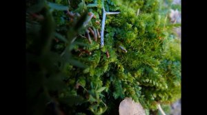 Selaginella denticulata or Mediterranean clubmoss