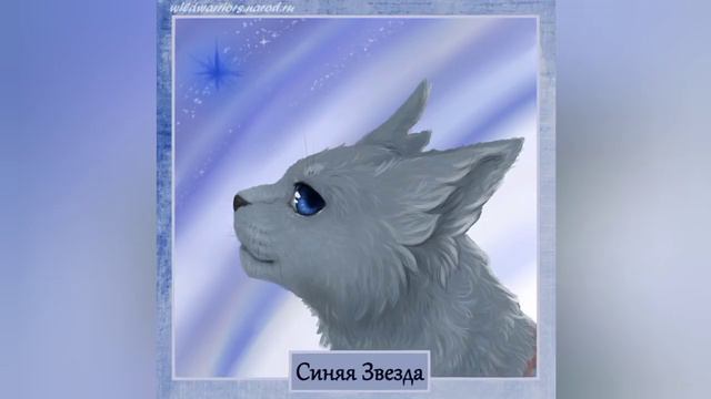 Смерть Синня Звезда Коты Ваители