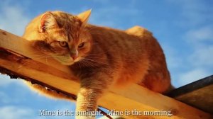 Cat Stevens - "Morning Has Broken" Lyrics on screen