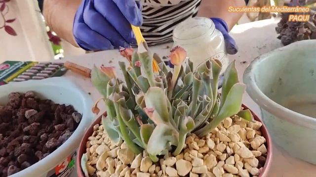 PINKY TROMPET Y OTRAS смотреть онлайн