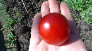 Супер подкормка для Томатов, Перцев, Огурцов и Баклажанов!   Огурец Монолит. Жимолость Бореаль.