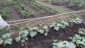 Нельзя поливать ОГУРЦЫ с верху на листья, чтобы не расползлись огурцы, делаю так....