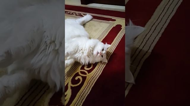 Konuşan kedi pamuk prenses смотреть онлайн