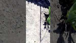 муравьи на голубике блюголд