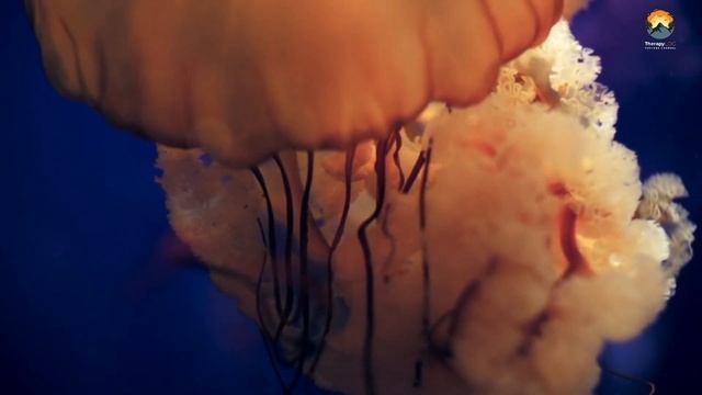 Ocean Creatures | Stress Relief 100% | TherapyLOG смотреть онлайн