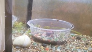 АТАКА УЛИТКИ ! /молния/?