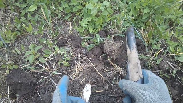 Семейная прогулка за грибами с элементами копа. смотреть онлайн