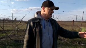 Молодой виноградник для начинающих садоводов