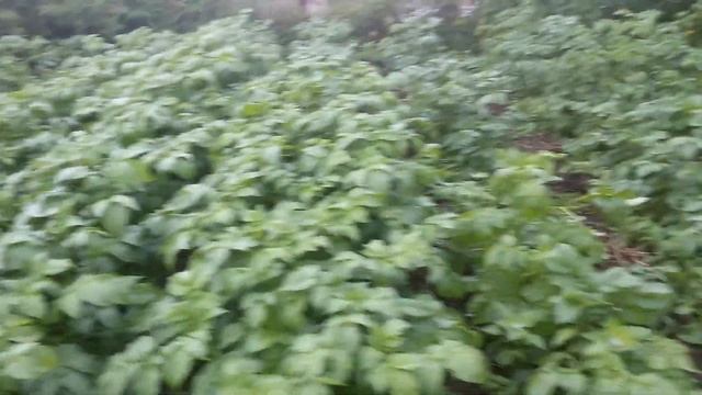 Картошка окученная навозом формирует бутоны. смотреть онлайн