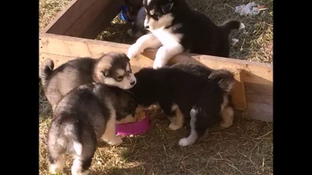 Щенки МАЛАМУТА на продажу! Архангельская обл. смотреть онлайн