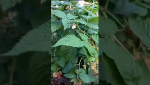 Крупноплодная малина Исполин