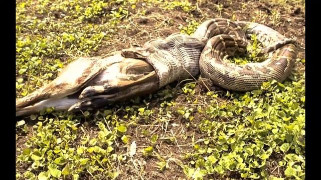 Плоская Земля. Будь медоедом в распространении науки для осознания Кришны! смотреть онлайн